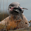 gull and lunch